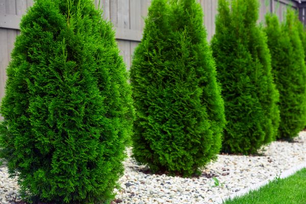 Arborvitae Planting in New York