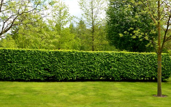 Hedge Planting in New York