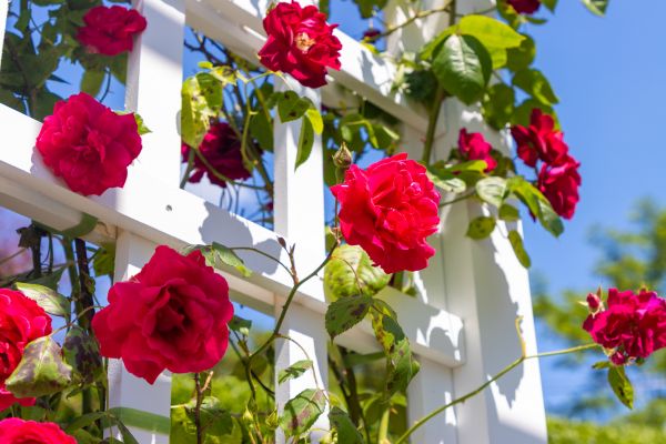 Home Gardening Service in New York