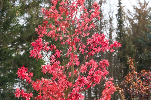 Japanese Maple Planting in New York