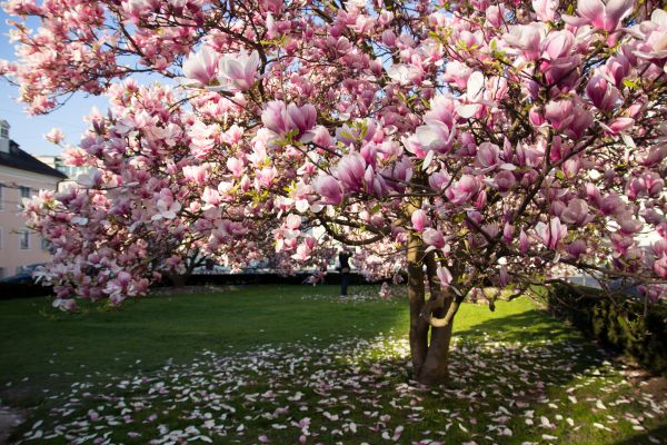 Magnolia Tree Planting in New York