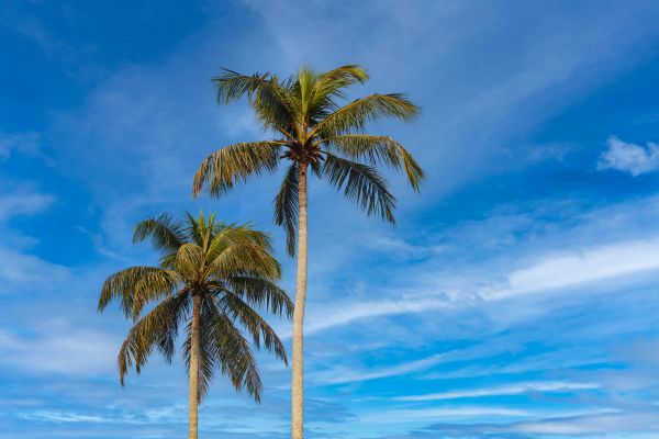 Palm Tree Planting in New York