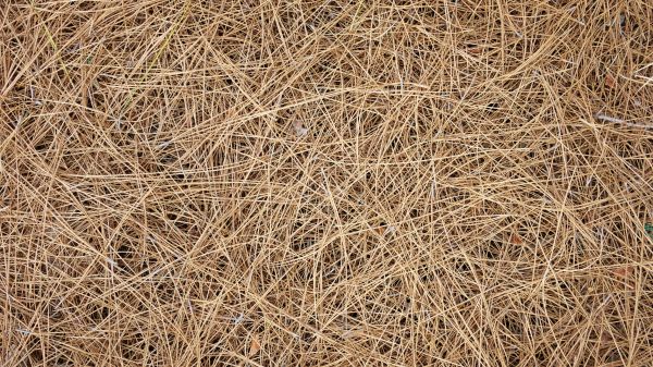 Pine Needles Delivery in New York