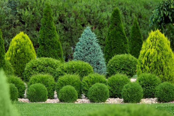 Shrub Replacement in New York
