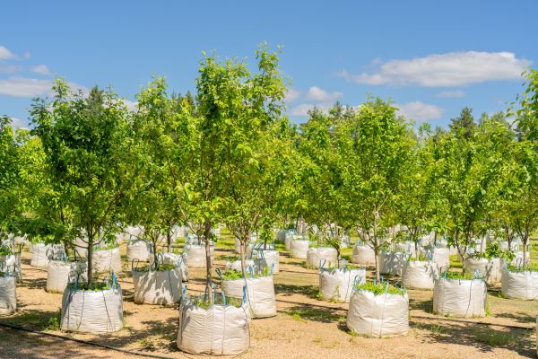 Tree Planting Service in New York