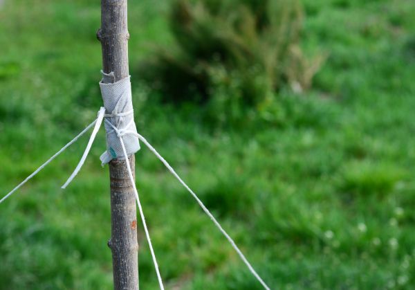 Tree Staking Service in New York