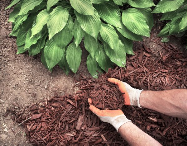Shredded Mulch Service in New York