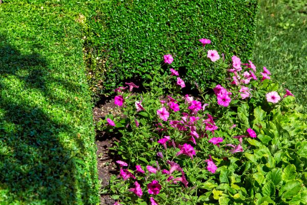 Softscaping Service in New York