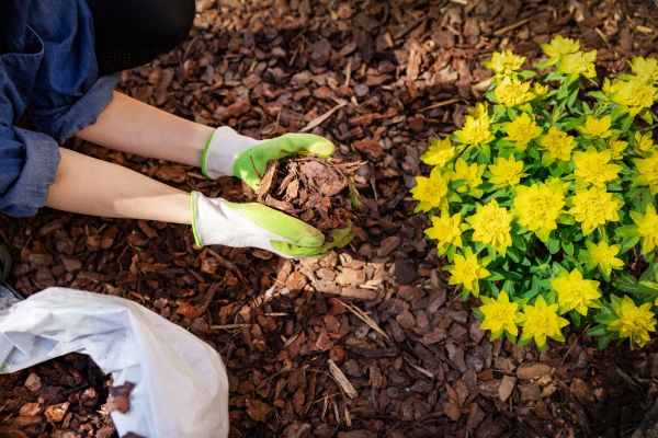 Pine Bark Mulch Installation in New York