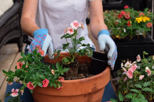 Plant Care Service in New York