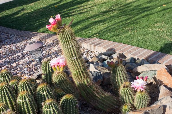 Desert Landscaping in New York