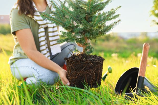 Spruce Tree Planting in New York