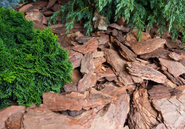 Pine Bark Installation in New York