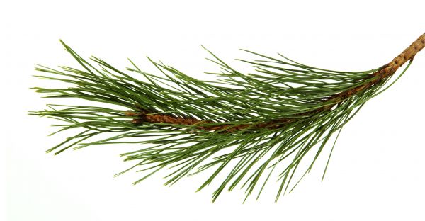 Pine Needles Installation in New York