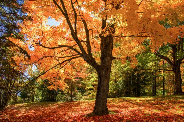 Maple Tree Planting in New York