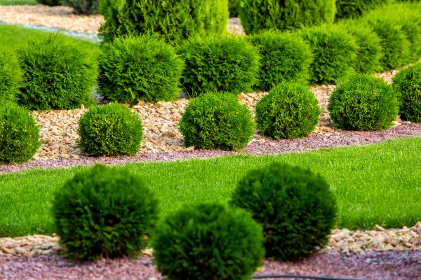 Bush Installation in New York