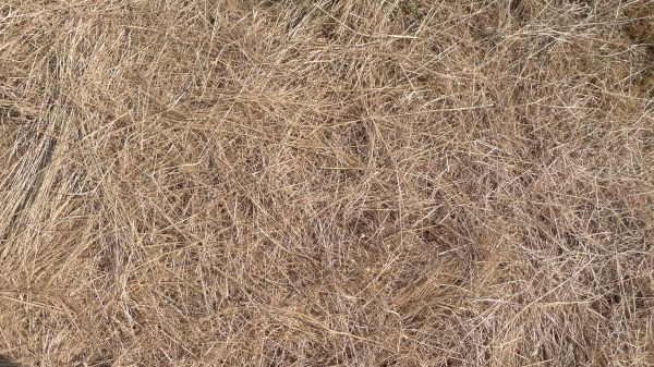 Pine Straw Replacement in New York