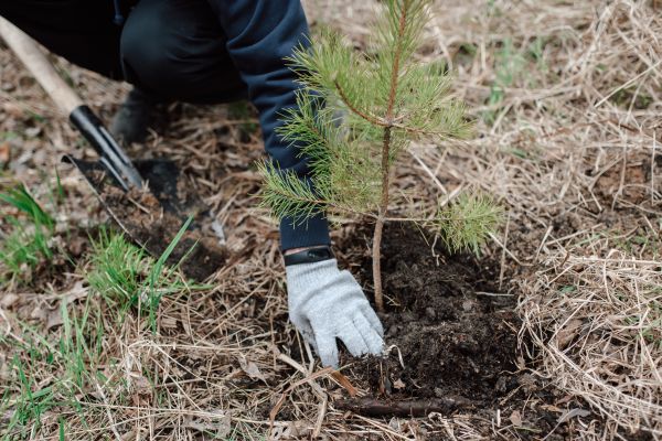 Pine Tree Planting in New York