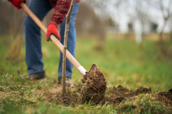 Trees Planting in New York