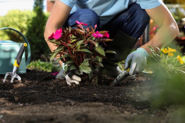 Plant Replacement in New York