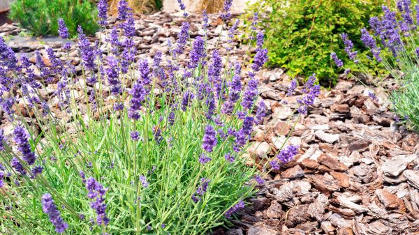 Pine Bark Landscaping in New York