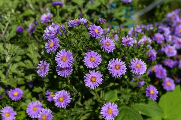 Perennial Flower Planting in New York