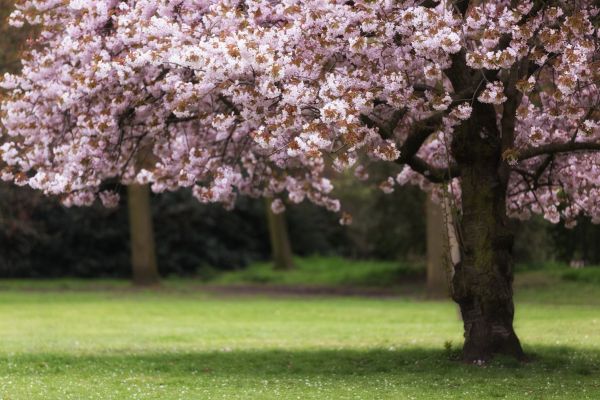 Cherry Tree Planting in New York
