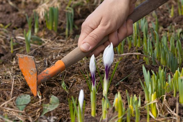 Flower Garden Weeding in New York