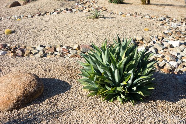Xeriscaping Service in New York