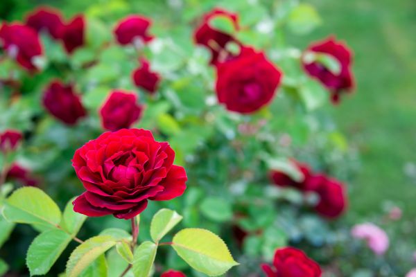 Rose Planting in New York