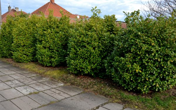 Privacy Shrub Installation in New York