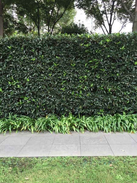 Privacy Shrub Planting in New York