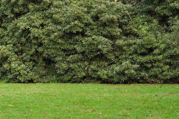 Privacy Hedge Planting in New York