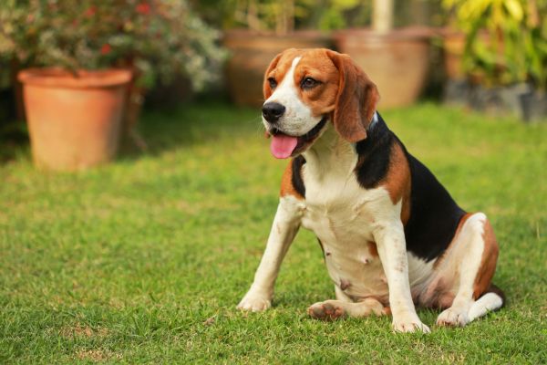 Dog Friendly Landscaping in New York