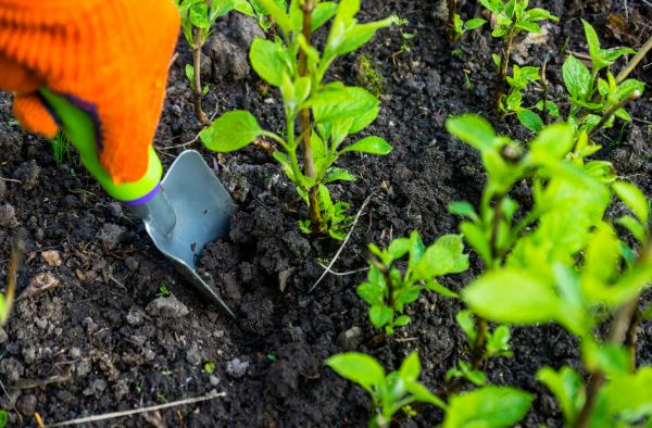 Hydrangea Planting in New York