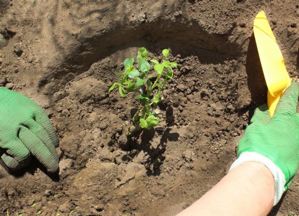 Rose Bush Planting in New York