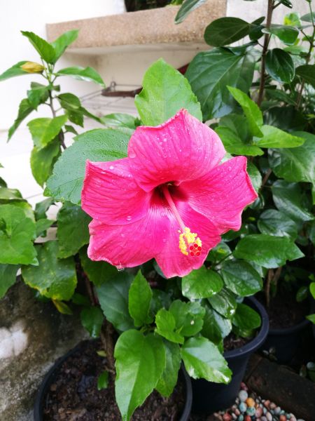 Hibiscus Planting in New York