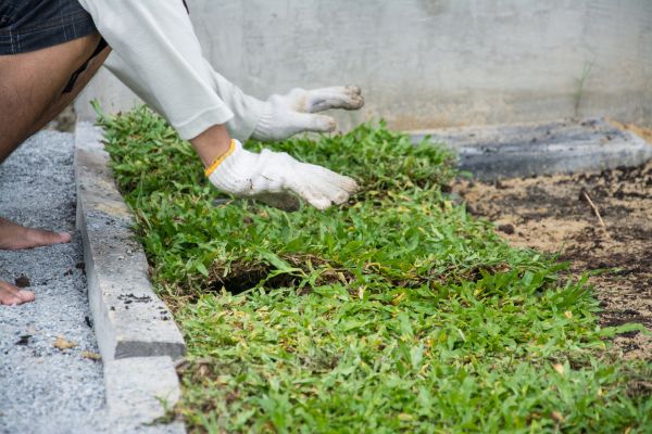 Ground Cover Planting in New York