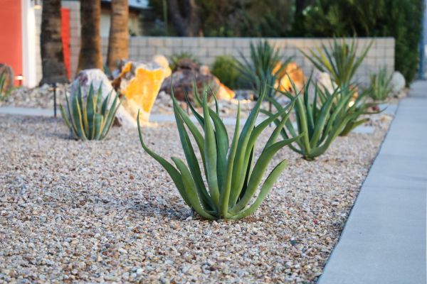 Drought Resistant Landscaping in New York