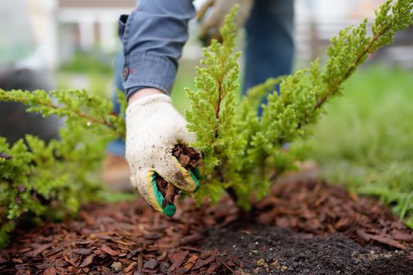Church Mulching in New York