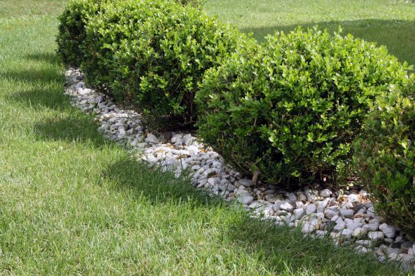 Boxwood Planting in New York