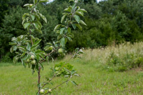 Apple Tree Planting in New York