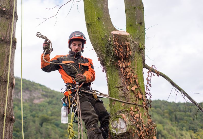 Arborist Pruning