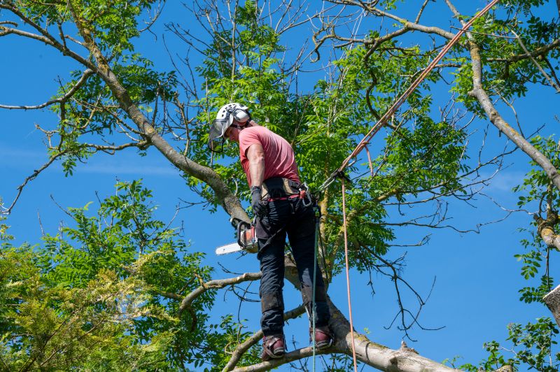 Arborist Tree Service