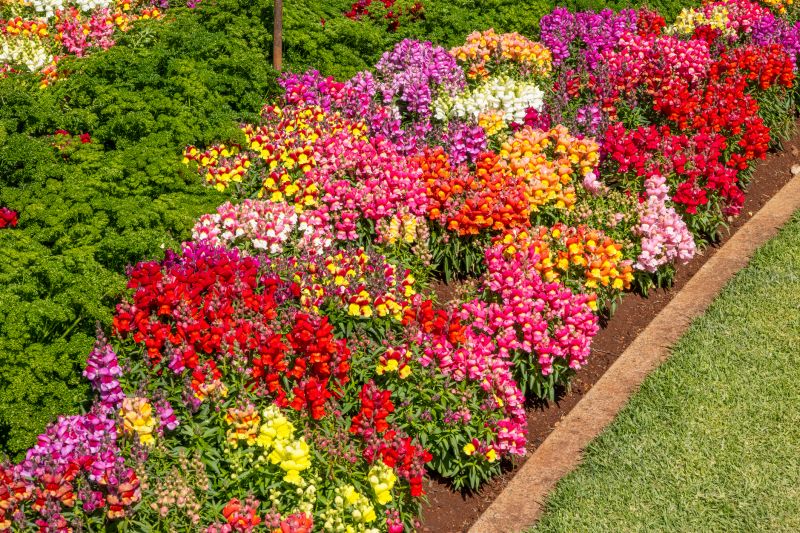 Flower Bed Borders
