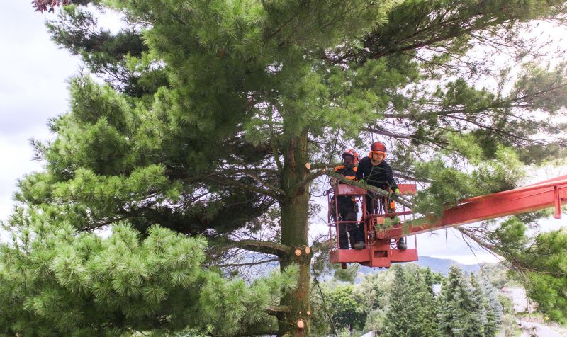 Tree Cabling Service
