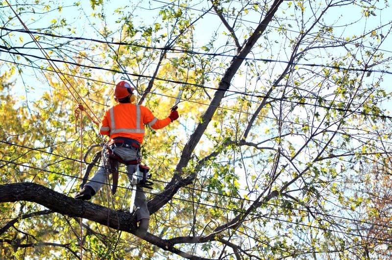 Tree Cabling Service