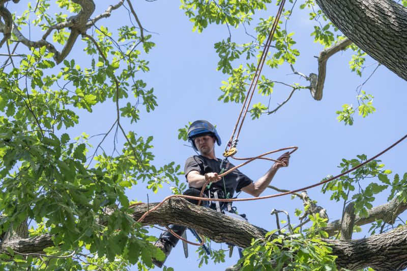 Tree Cabling Service