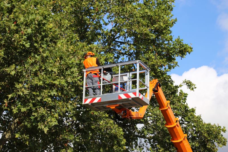Tree Cabling Service