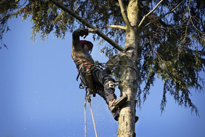 Tree Cabling Service